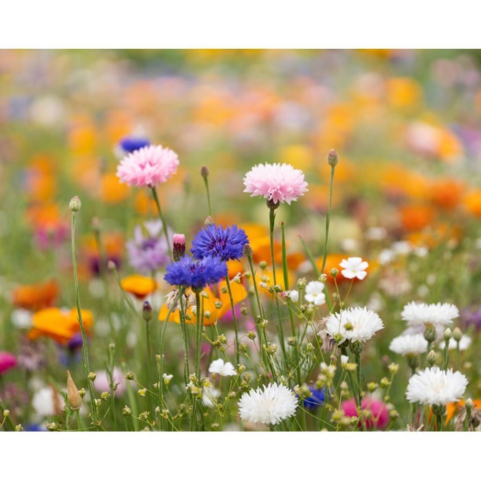 ASIDE - DIN A5 Wildblumen-Samenpapier